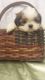 Shih Tzu Puppies for sale in Pataskala, OH, USA. price: $700