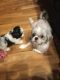 Shih Tzu Puppies for sale in Temple City, CA, USA. price: NA