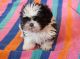 Shih Tzu Puppies for sale in Missouri Ave, Herndon, VA 20170, USA. price: NA