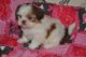 Shih Tzu Puppies for sale in Pittsburgh, PA 15255, USA. price: NA