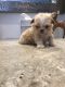 Shih Tzu Puppies for sale in Belleview, FL 34420, USA. price: $1,200