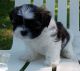 Shih Tzu Puppies for sale in California, MD, USA. price: NA