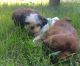 Shih Tzu Puppies for sale in Franklin County, MO, USA. price: NA