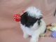 Shih Tzu Puppies for sale in Murphy, NC 28906, USA. price: $450