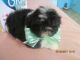 Shih Tzu Puppies for sale in Murphy, NC 28906, USA. price: $550