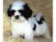 Shih Tzu Puppies for sale in California Rd, Mt Vernon, NY 10552, USA. price: NA