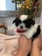 Shih Tzu Puppies for sale in Belleview, FL 34420, USA. price: NA