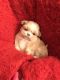 Shih Tzu Puppies for sale in Belleview, FL 34420, USA. price: $1,199
