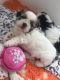 Shih Tzu Puppies for sale in Fresno, CA, USA. price: $400