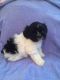 Shih Tzu Puppies for sale in Oldsmar, FL 34677, USA. price: NA