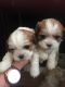 Shih Tzu Puppies for sale in Phoenix, AZ 85073, USA. price: NA