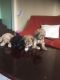 Shih Tzu Puppies for sale in Elizabeth, NJ, USA. price: NA