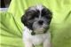 Shih Tzu Puppies for sale in Warrenton, VA, USA. price: NA