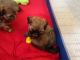 Shih Tzu Puppies for sale in Lincoln, Irvine, CA 92604, USA. price: $800