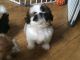 Shih Tzu Puppies for sale in Highland Lakes Rd, Highland Lakes, NJ 07422, USA. price: $500