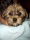 Shih Tzu Puppies for sale in Highland Lakes Rd, Highland Lakes, NJ 07422, USA. price: $500