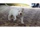 Shih Tzu Puppies for sale in CA-111, Rancho Mirage, CA 92270, USA. price: NA