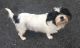 Shih Tzu Puppies for sale in West Chester, PA, USA. price: NA