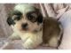 Shih Tzu Puppies for sale in NEW New Paltz Plaza, New Paltz, NY 12561, USA. price: NA