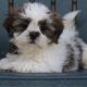 Shih Tzu Puppies for sale in Canton, OH, USA. price: NA
