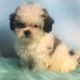 Shih Tzu Puppies for sale in Canton, OH, USA. price: NA