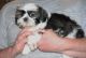 Shih Tzu Puppies for sale in Pittsburgh, PA 15255, USA. price: NA