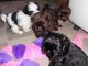 Shih Tzu Puppies for sale in Portland, OR, USA. price: $450