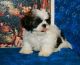 Shih Tzu Puppies for sale in FL-535, Orlando, FL, USA. price: NA