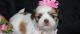 Shih Tzu Puppies for sale in Del Mar Ave, Rosemead, CA 91770, USA. price: $250