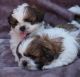 Shih Tzu Puppies for sale in Florida Ave NW, Washington, DC, USA. price: $600