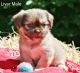 Shih Tzu Puppies for sale in Crawfordsville, IN 47933, USA. price: $600