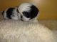 Shih Tzu Puppies for sale in Texas City, TX, USA. price: NA