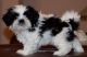 Shih Tzu Puppies for sale in Texas St, Fairfield, CA 94533, USA. price: NA