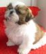 Shih Tzu Puppies for sale in Texas St, Fairfield, CA 94533, USA. price: NA