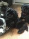 Shih Tzu Puppies for sale in Texas St, Fairfield, CA 94533, USA. price: $400