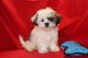 Shih Tzu Puppies for sale in Pearland, TX, USA. price: NA
