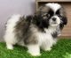 Shih Tzu Puppies for sale in Dover, DE, USA. price: NA