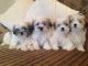 Shih Tzu Puppies for sale in Indianapolis Blvd, Hammond, IN, USA. price: NA