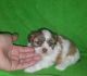 Shih Tzu Puppies for sale in Pittsburgh, PA, USA. price: NA