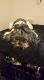 Shih Tzu Puppies for sale in Inman, SC 29349, USA. price: NA