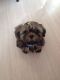 Shih Tzu Puppies for sale in Cottage City Rd, Canandaigua, NY 14424, USA. price: NA