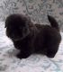 Shih Tzu Puppies for sale in Cottage City Rd, Canandaigua, NY 14424, USA. price: NA