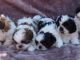 Shih Tzu Puppies for sale in Virginia Beach, VA, USA. price: $800