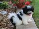 Shih Tzu Puppies for sale in Florida Ave NW, Washington, DC, USA. price: $700