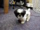 Shih Tzu Puppies for sale in New York County, New York, NY, USA. price: NA