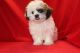 Shih Tzu Puppies for sale in Portland, OR, USA. price: $300
