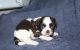 Shih Tzu Puppies for sale in White, GA 30184, USA. price: NA