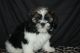 Shih Tzu Puppies for sale in Alabama Ave, Paterson, NJ, USA. price: NA