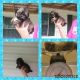 Shih Tzu Puppies for sale in Nauvoo, AL 35578, USA. price: NA