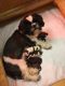 Shih Tzu Puppies for sale in Westminster, MD, USA. price: NA